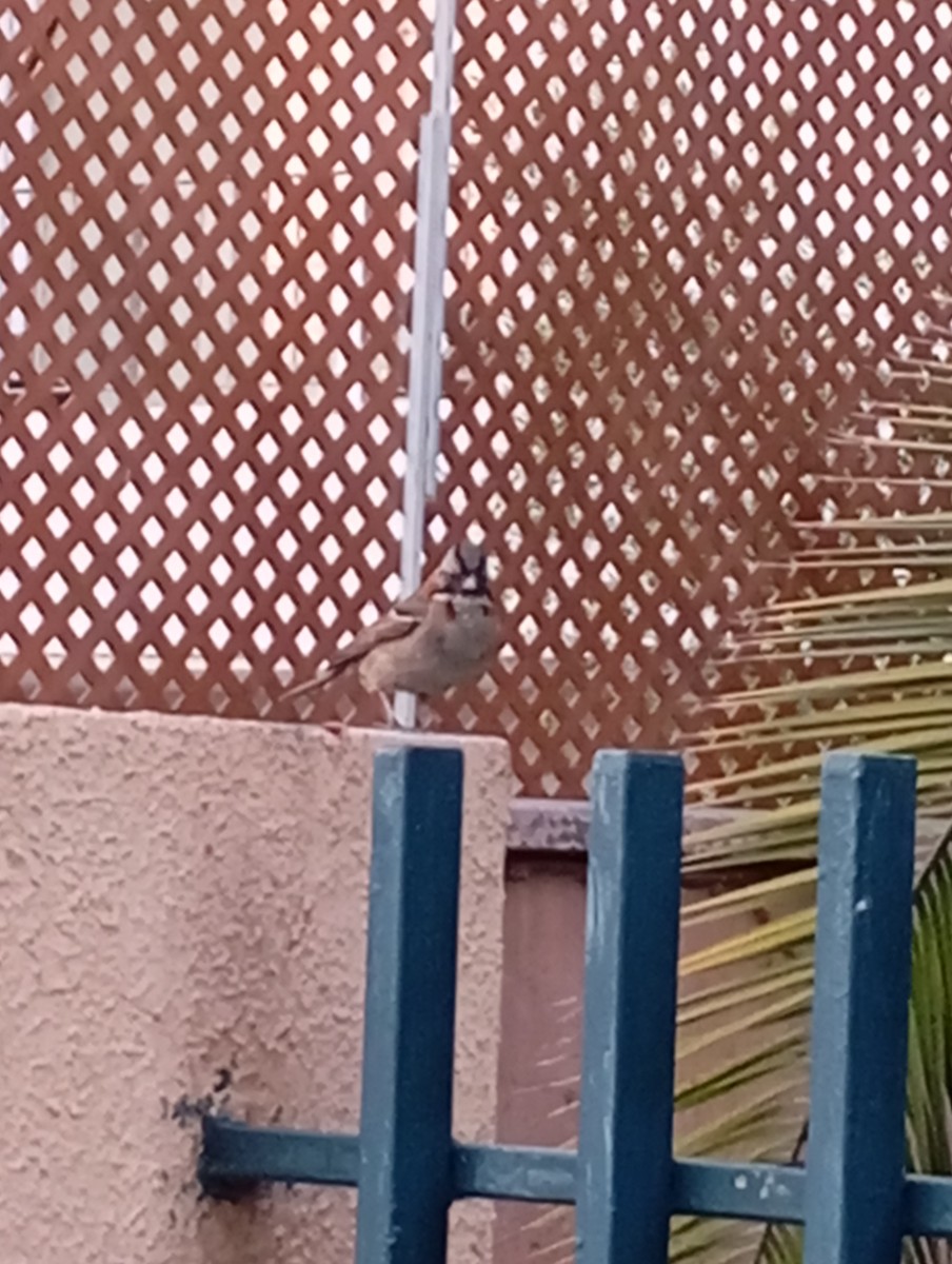 Morgenammer - ML645580181