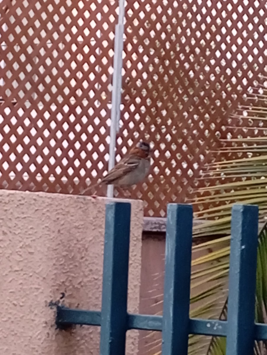 Morgenammer - ML645580182