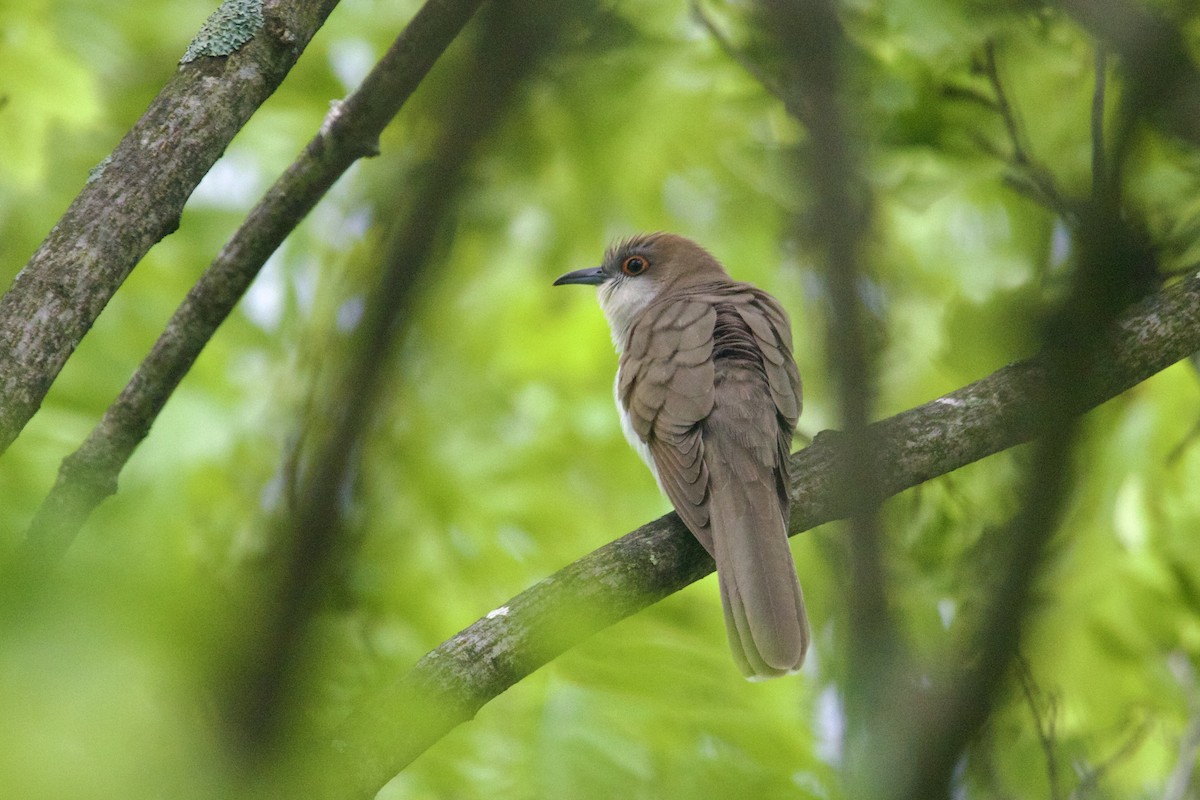 kukačka černozobá - ML645580187