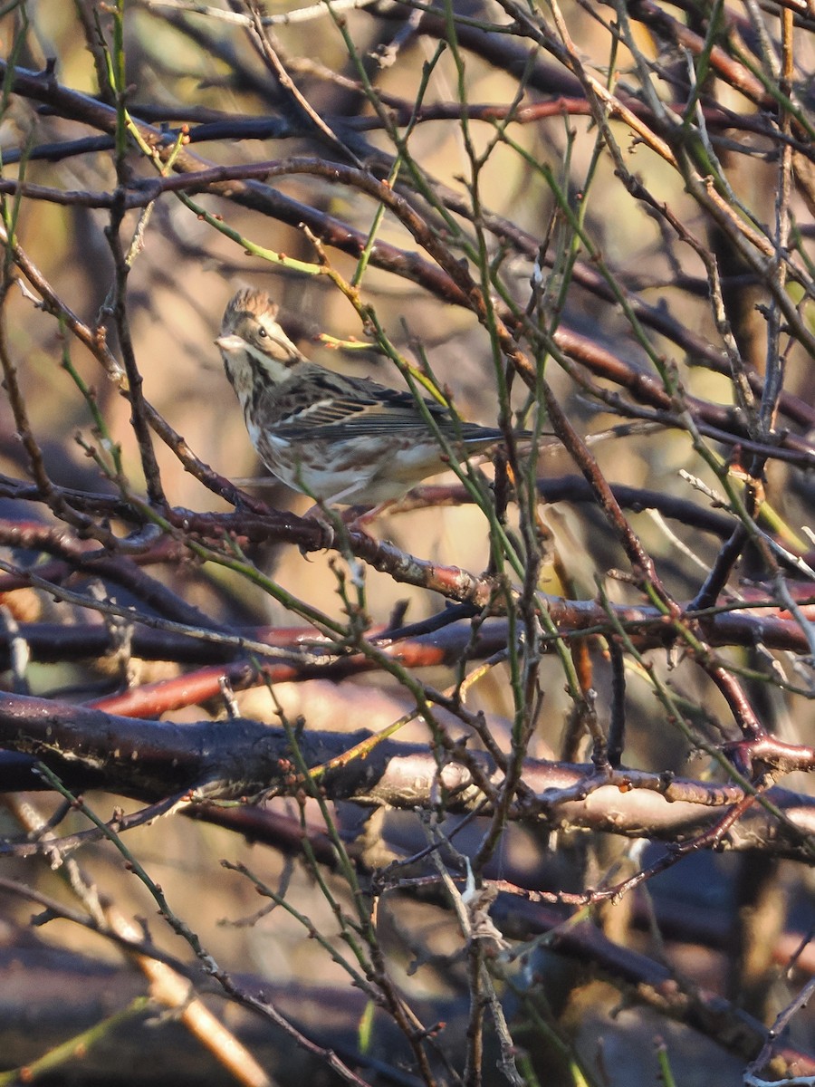 vierspurv - ML645580192