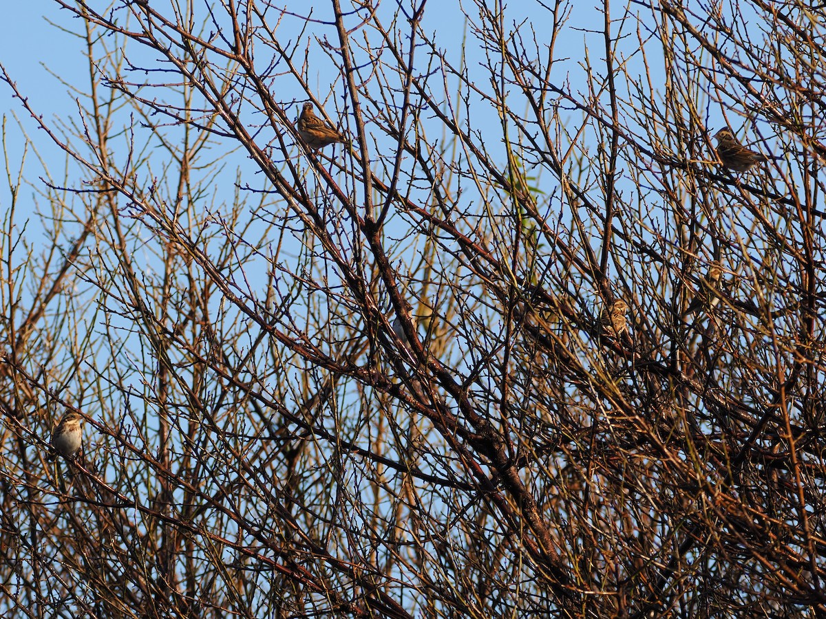 カシラダカ - ML645580200