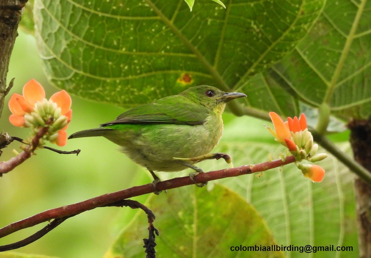 ズグロミツドリ - ML645580201