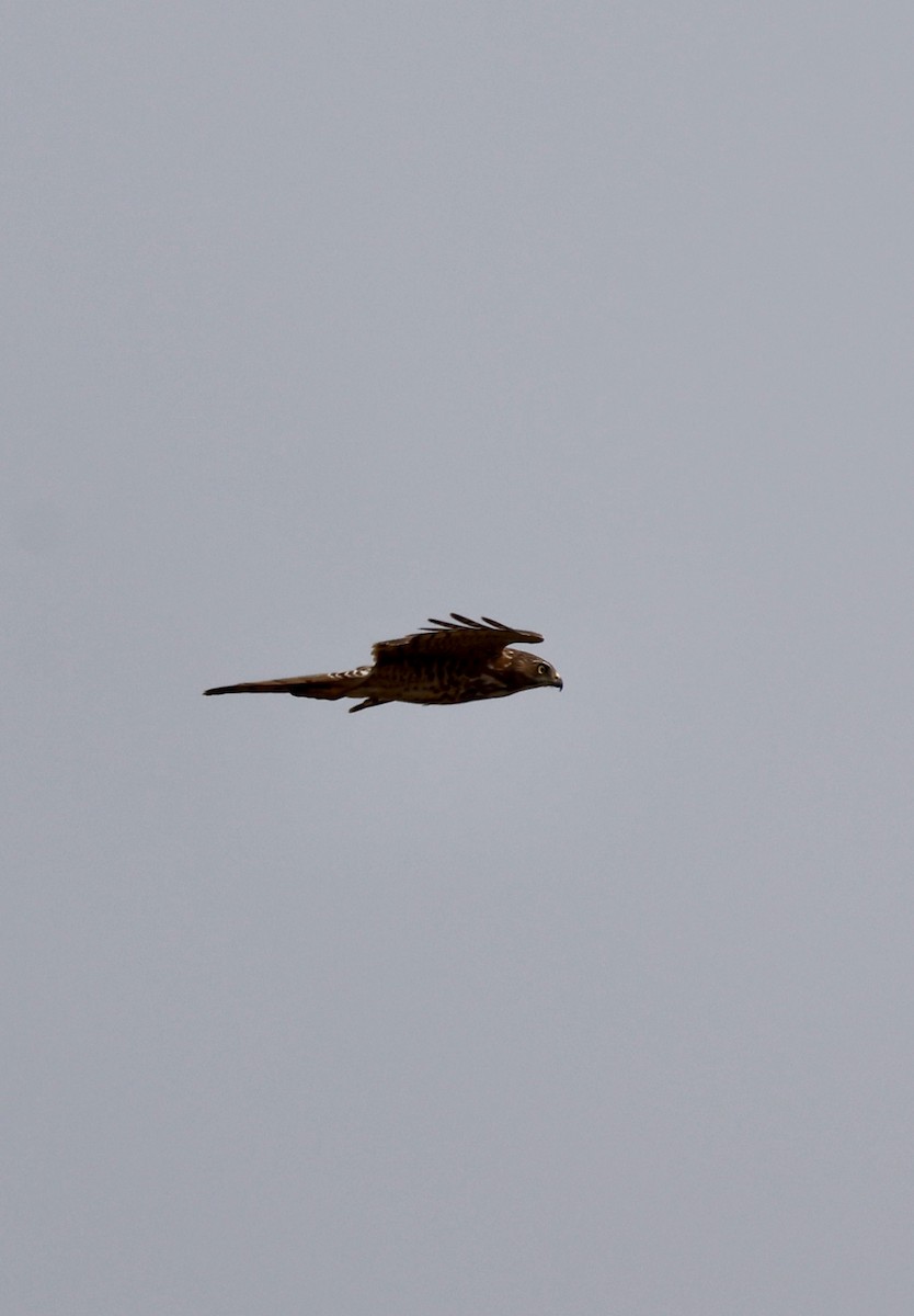 タカサゴダカ - ML645580202