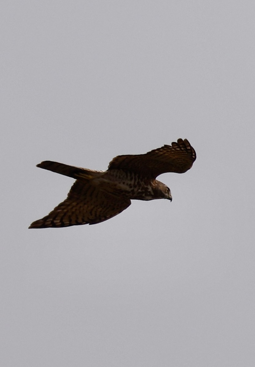 タカサゴダカ - ML645580203