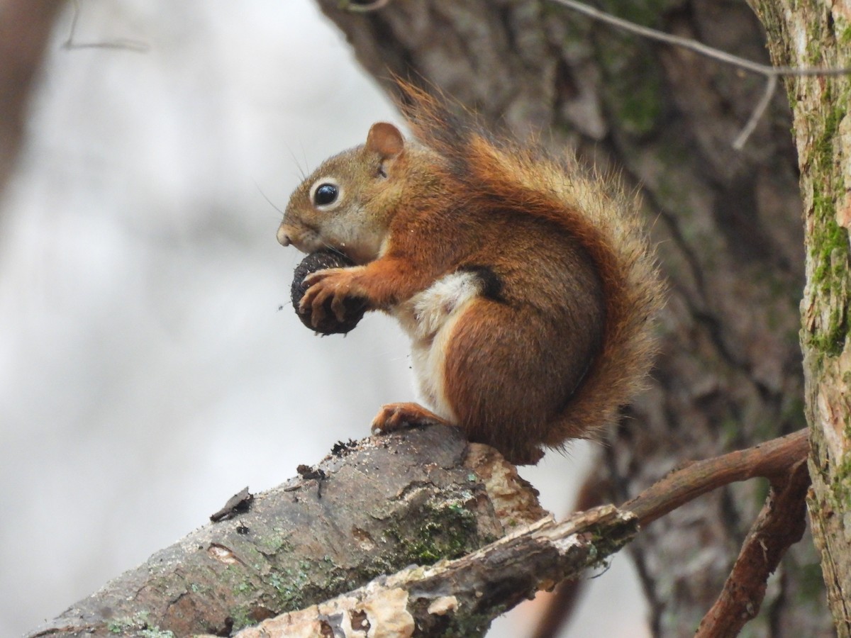 American Red Squirrel - ML645580204