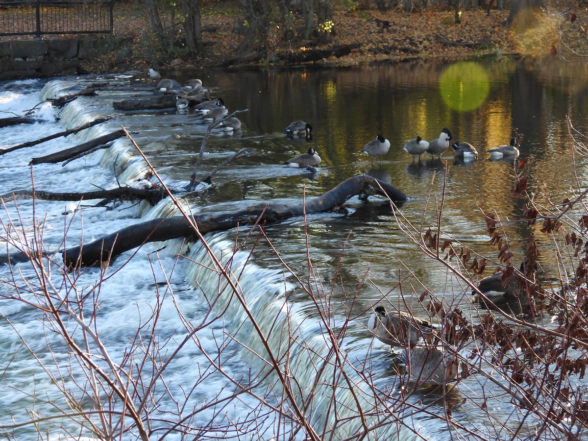 カナダガン - ML645580205