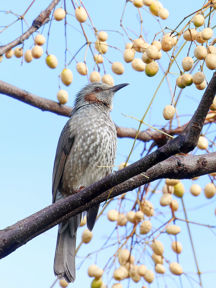 ヒヨドリ - ML645580206