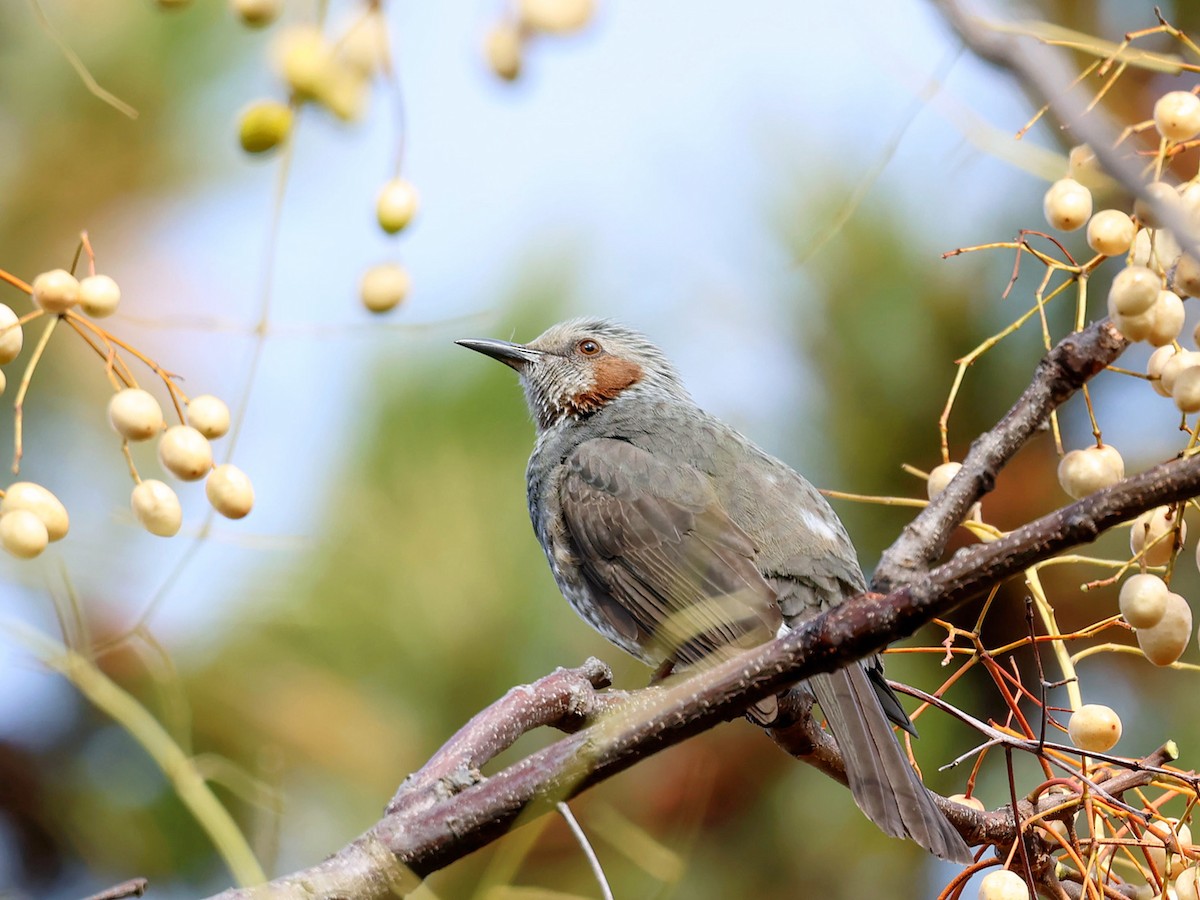 ヒヨドリ - ML645580207