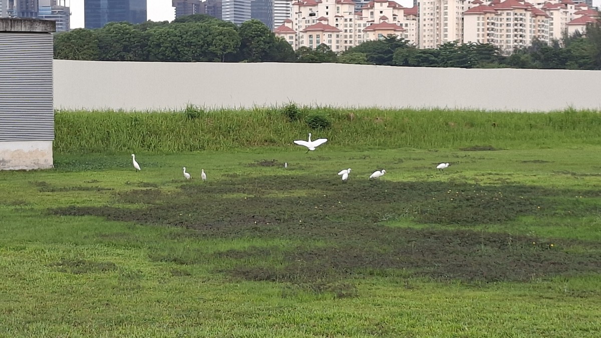 チュウサギ - ML645580208