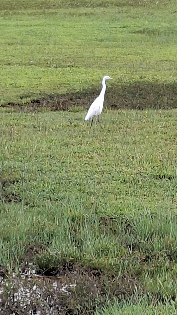 チュウサギ - ML645580209