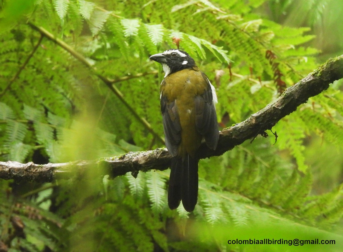 ハグロイカル - ML645580210