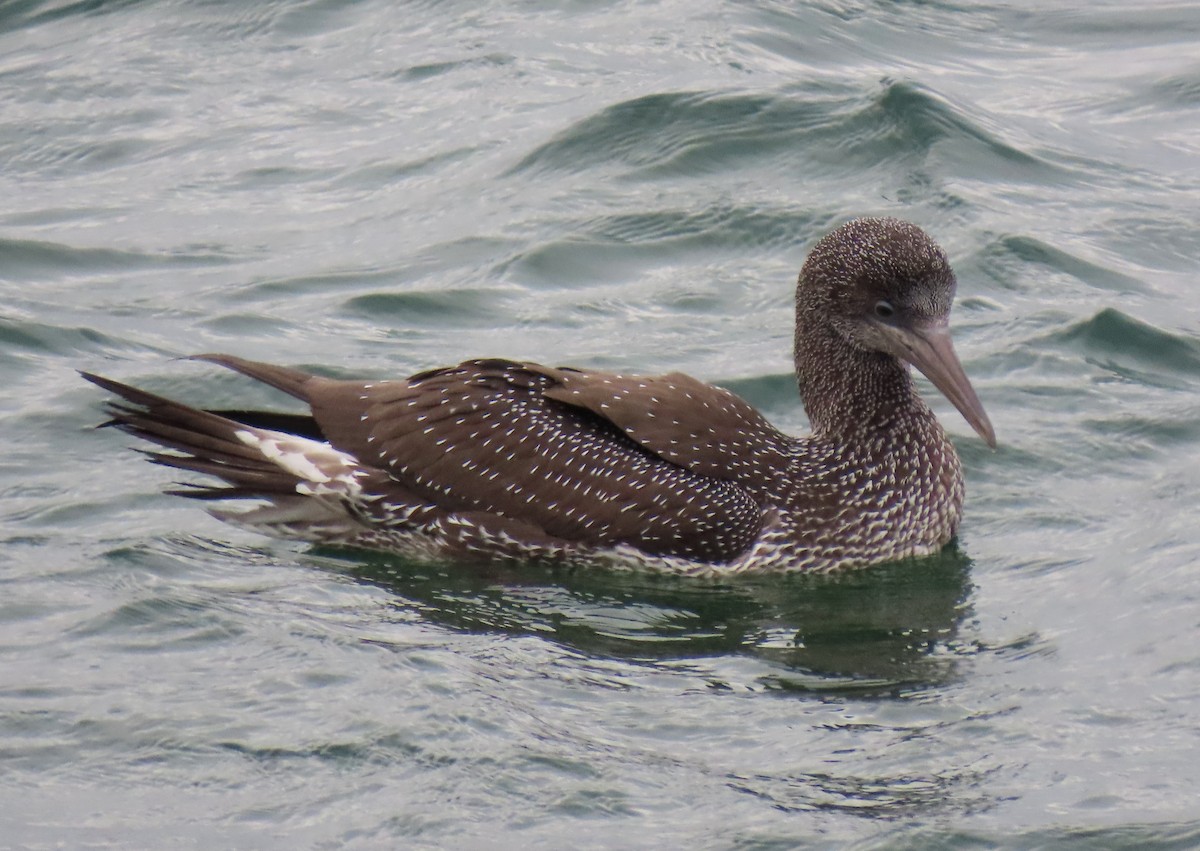 シロカツオドリ - ML645580211