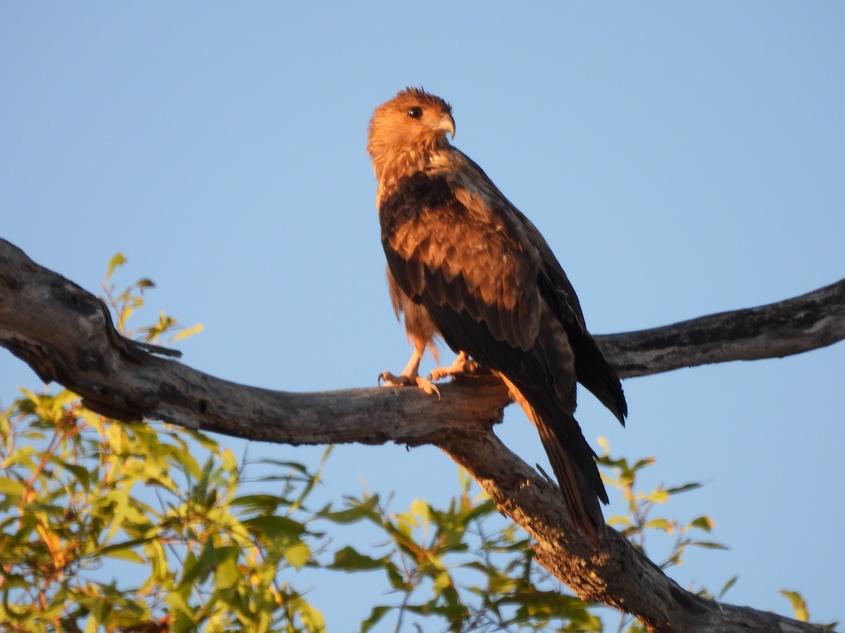 フエフキトビ - ML645580215