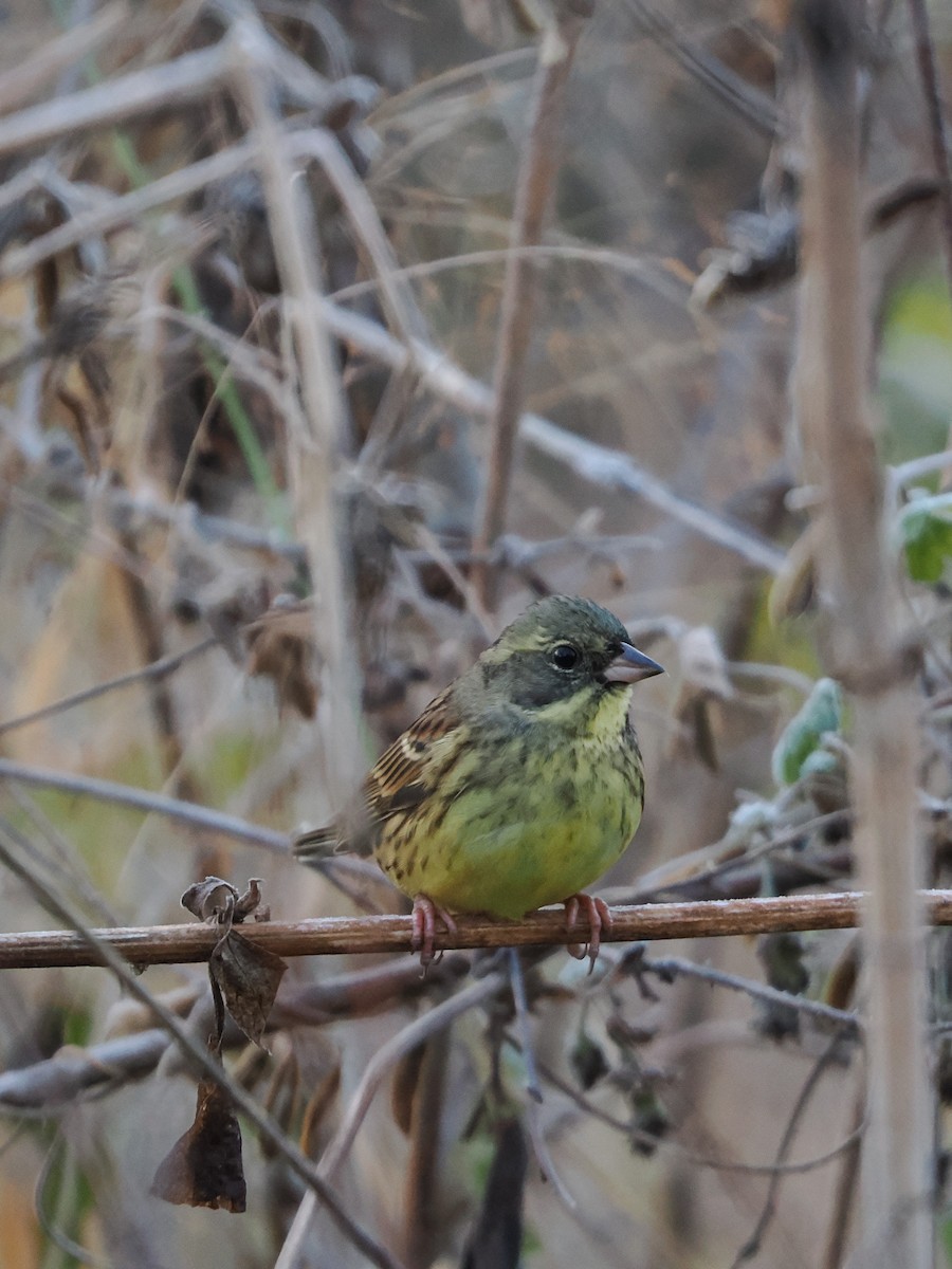 アオジ - ML645580216