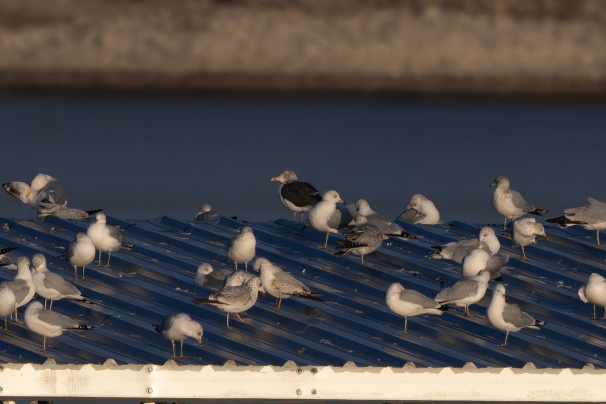 ニシセグロカモメ - ML645580217