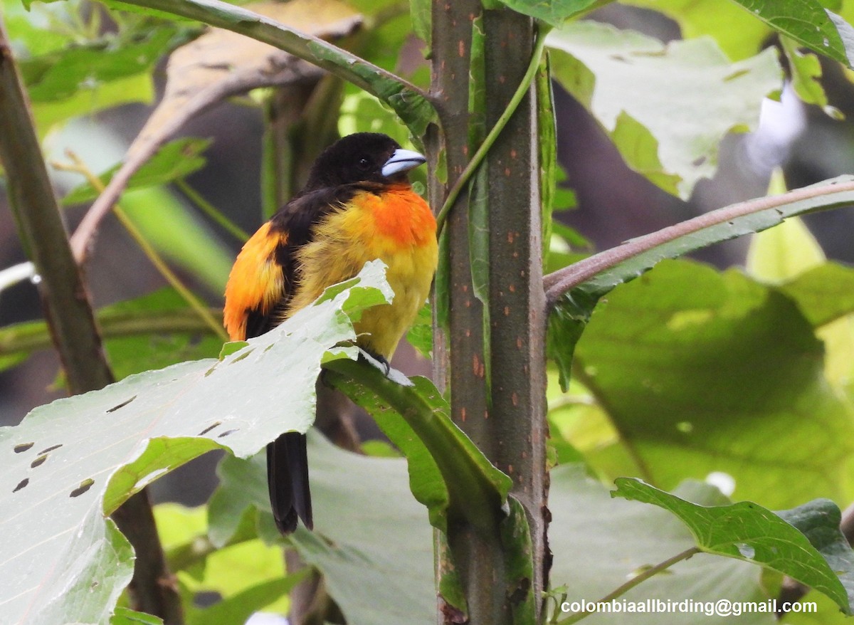 ミナミコシアカフウキンチョウ - ML645580218