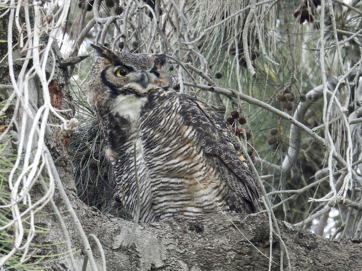 アメリカワシミミズク - ML645580219