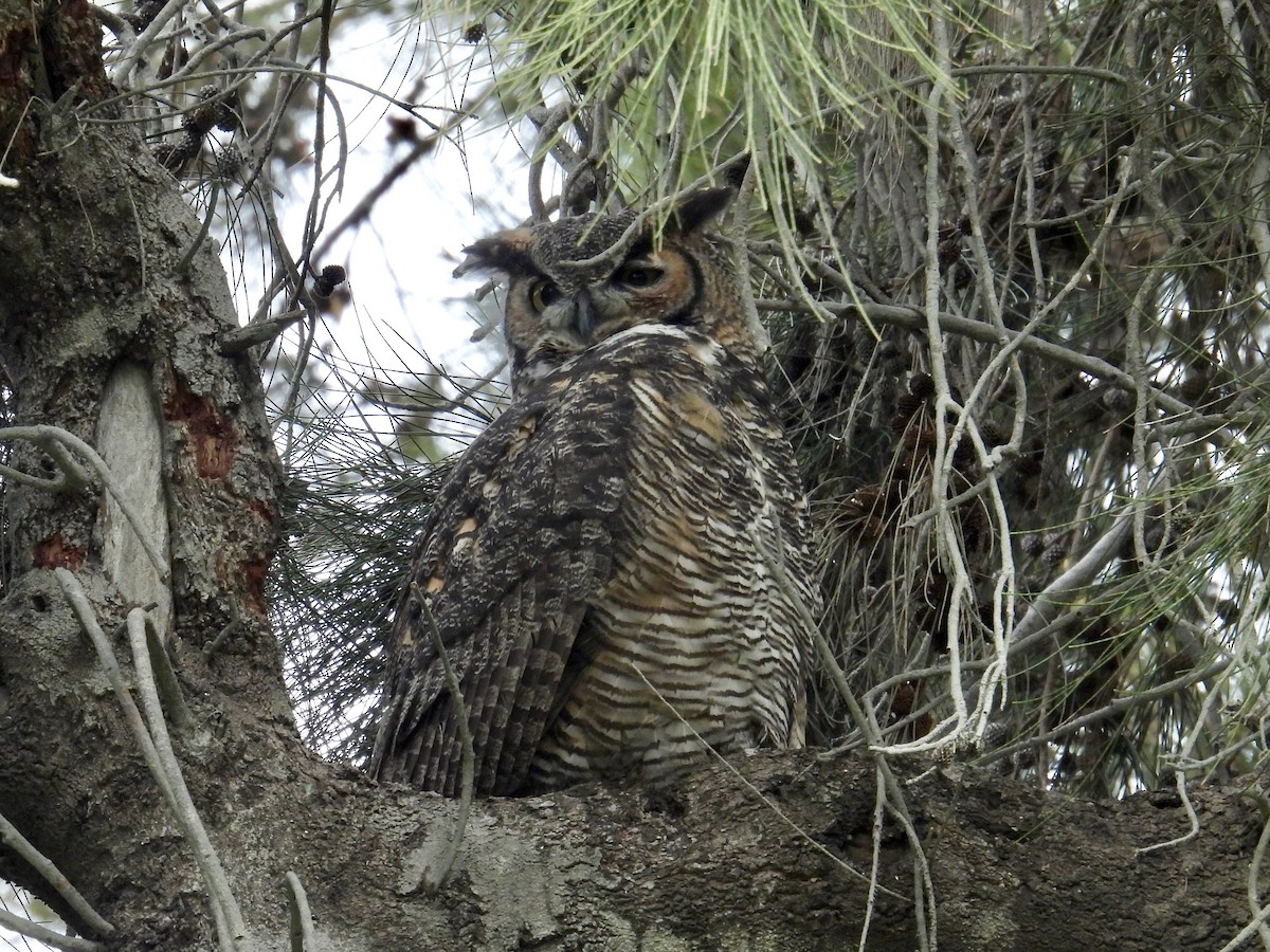 アメリカワシミミズク - ML645580220