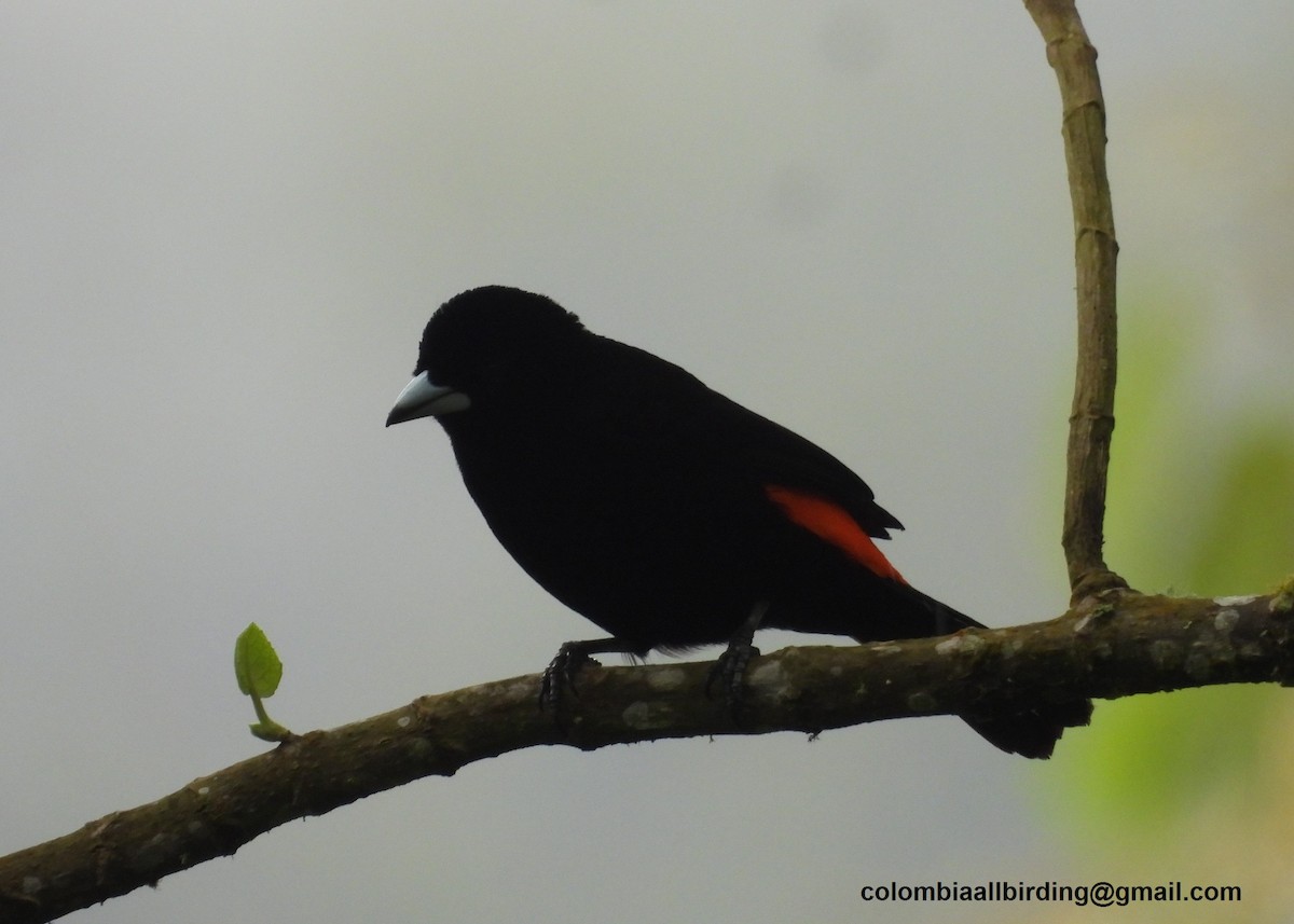 ミナミコシアカフウキンチョウ - ML645580221