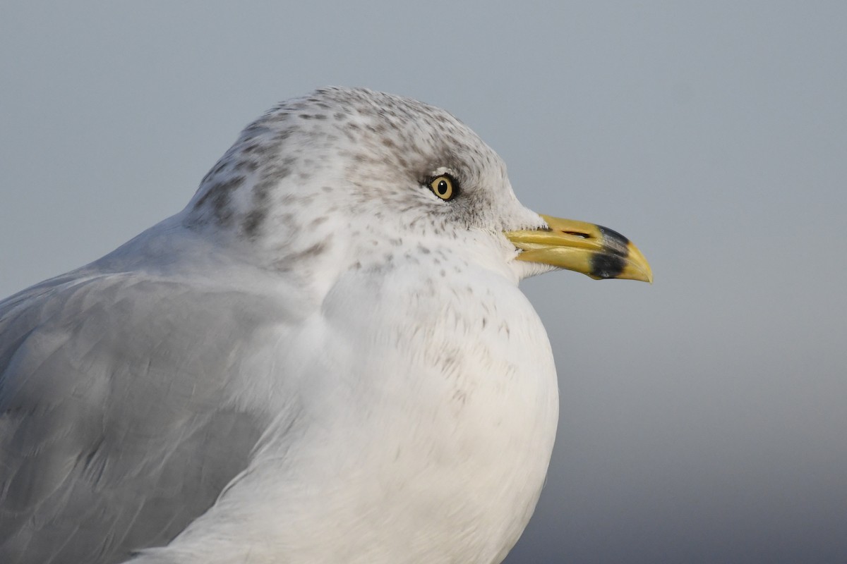 クロワカモメ - ML645580225