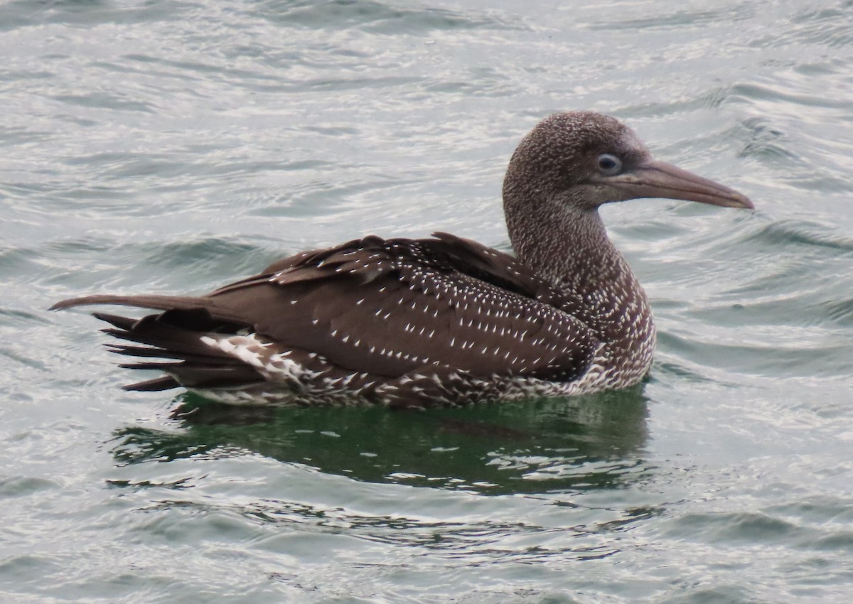 シロカツオドリ - ML645580230