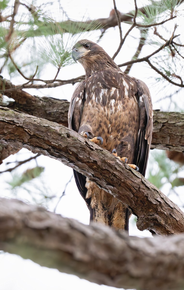 Bald Eagle - ML645580231
