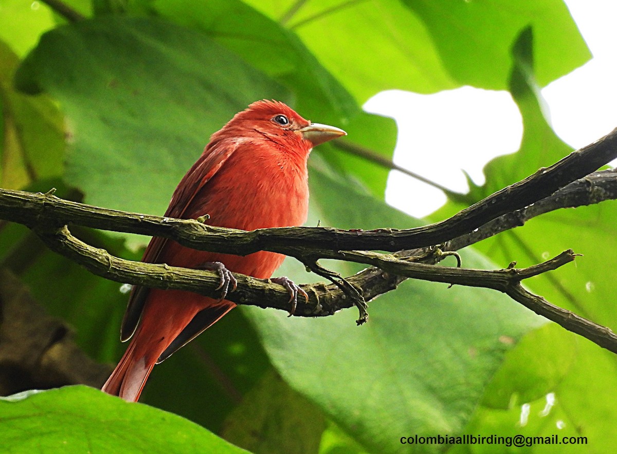 ナツフウキンチョウ - ML645580235