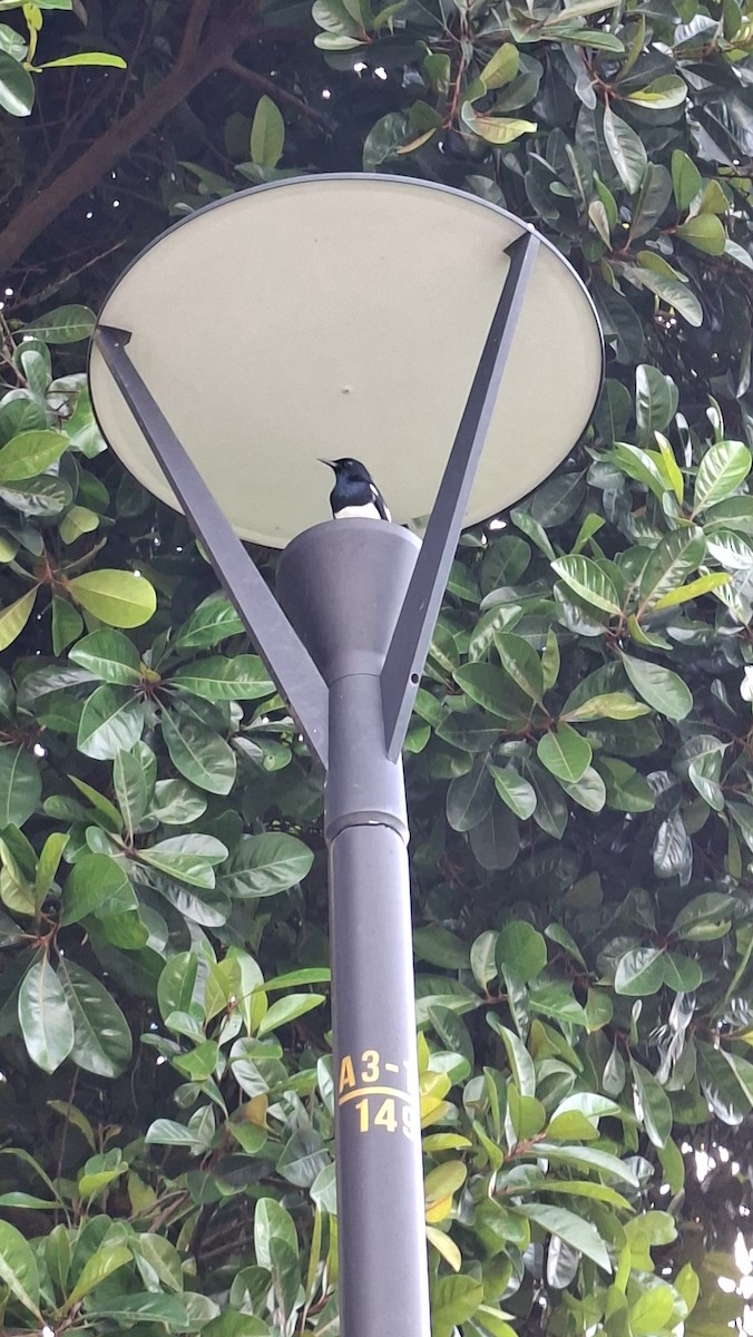 シキチョウ - ML645580236