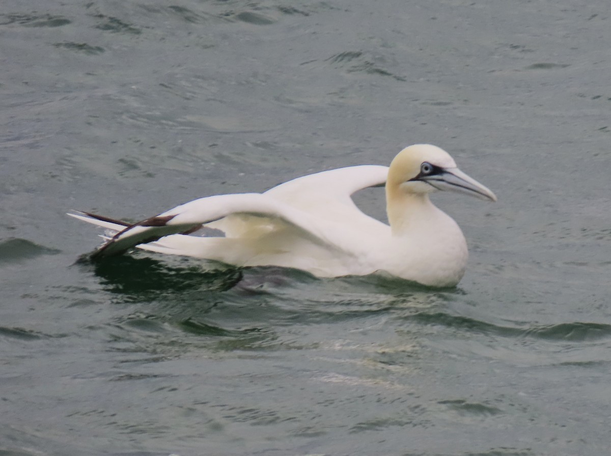 シロカツオドリ - ML645580238