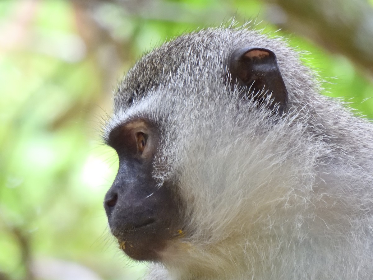 Vervet Monkey - ML645580240
