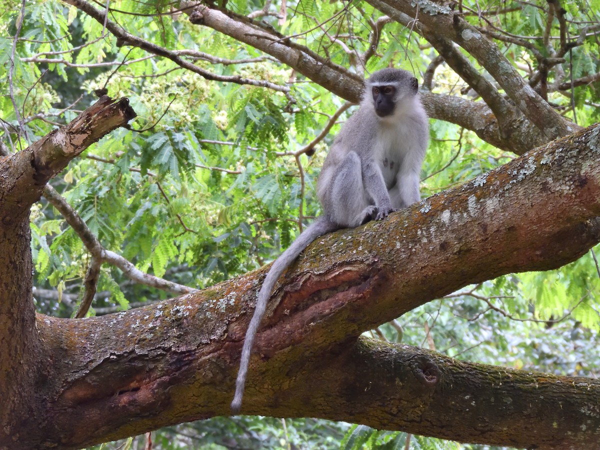 Vervet Monkey - ML645580241
