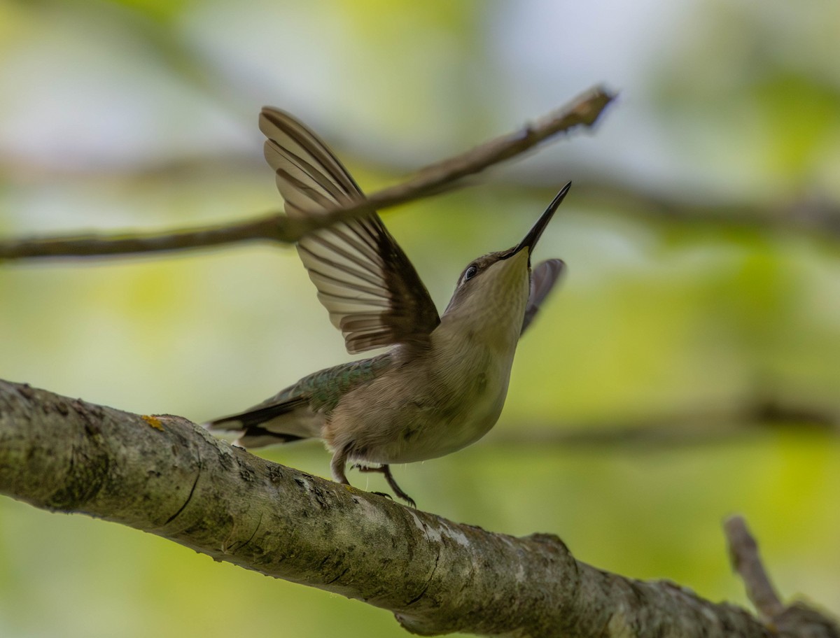 Колібрі рубіновогорлий - ML645580247