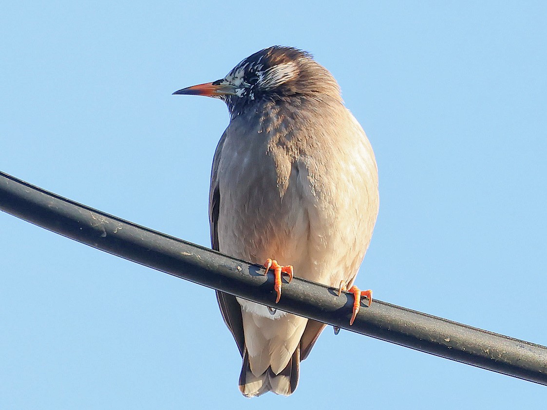 sotstær - ML645580250