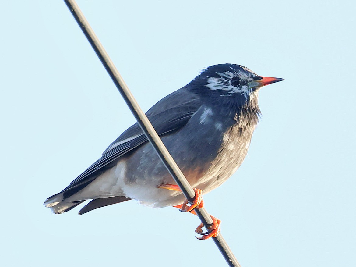 sotstær - ML645580251