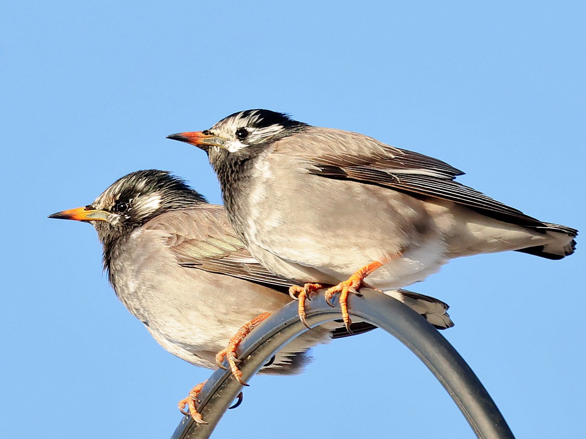 sotstær - ML645580252