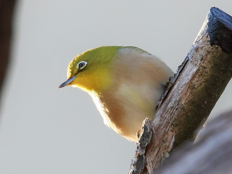 hagebrillefugl - ML645580254