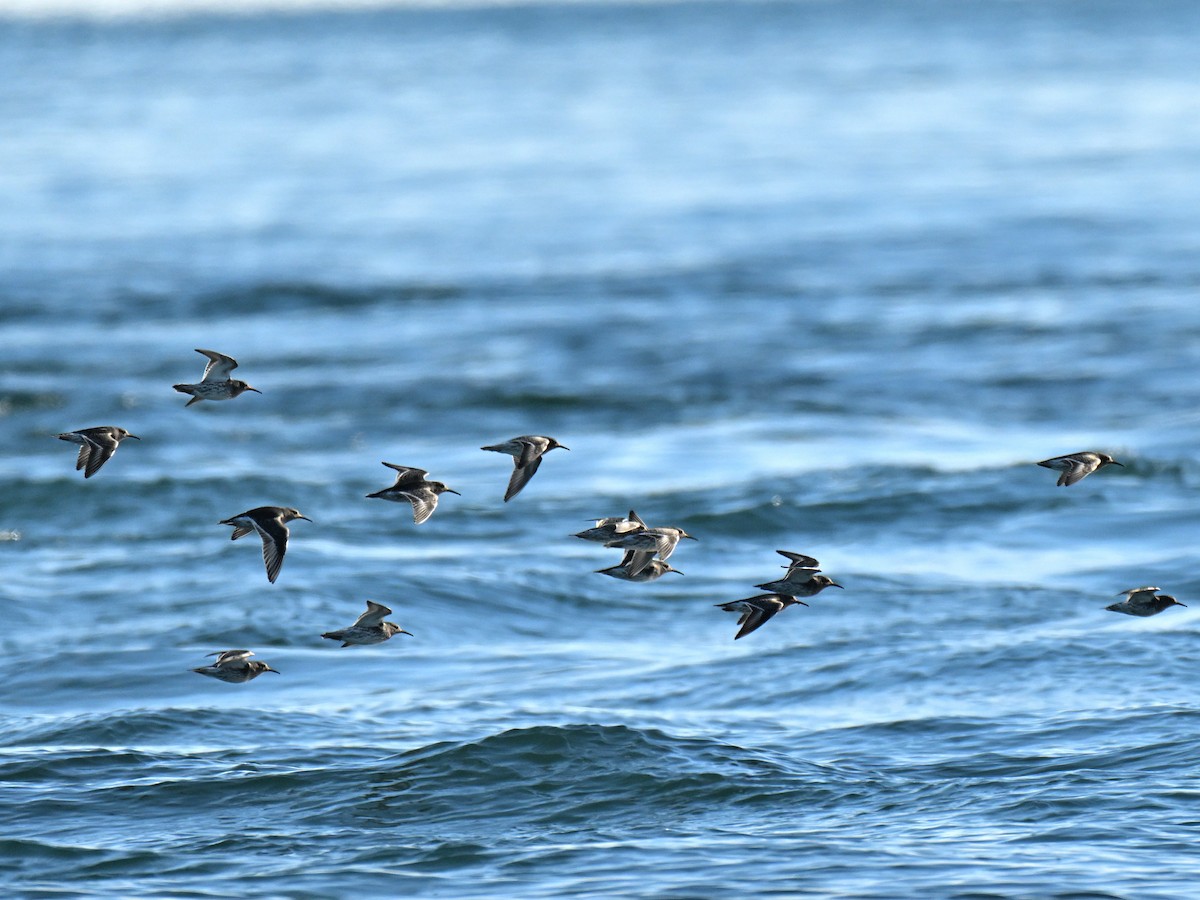 Purple Sandpiper - ML645580256