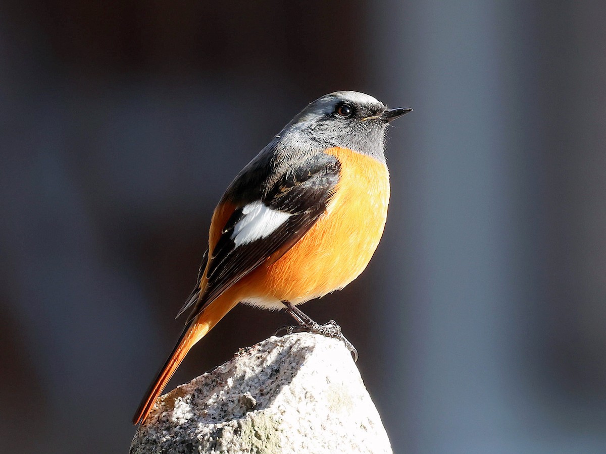 aurorarødstjert - ML645580259