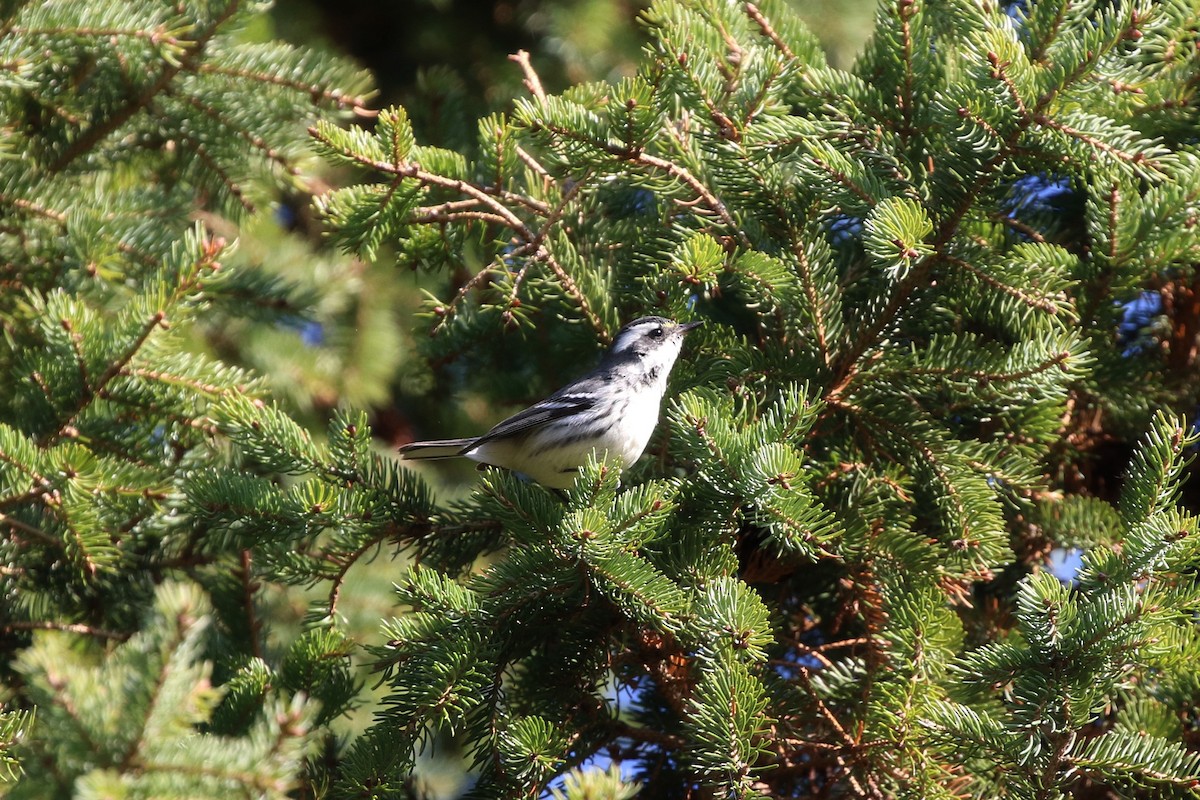 Black-throated Gray Warbler - ML645580260