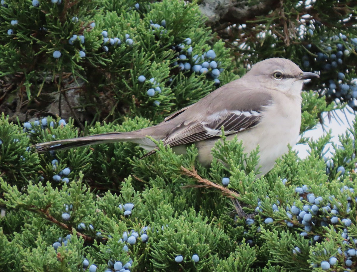 Northern Mockingbird - ML645580261