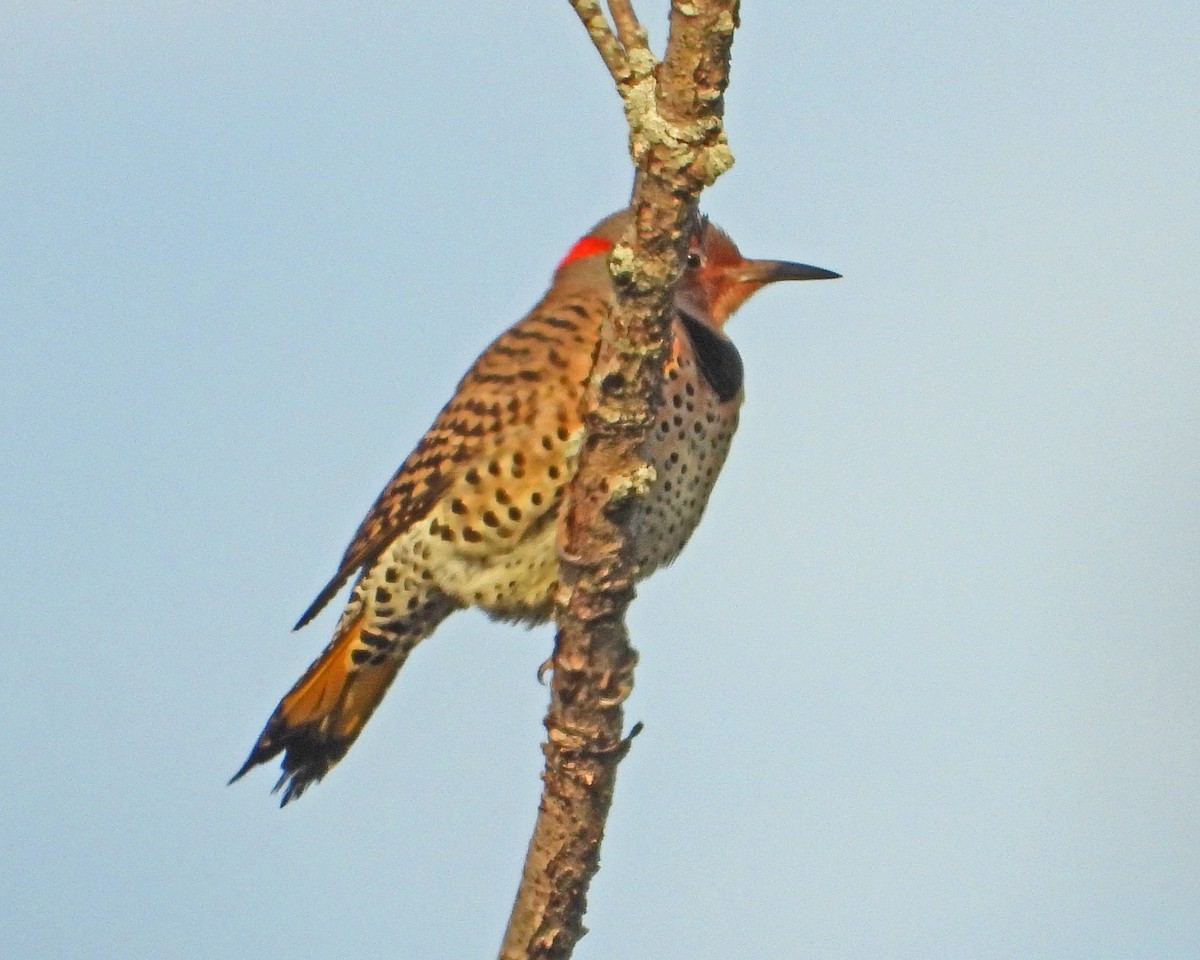 Pic flamboyant - ML645580262