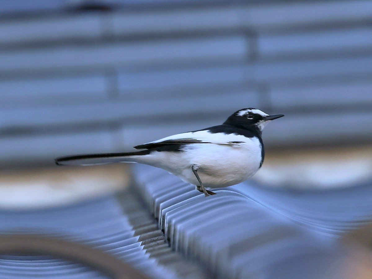 japanerle - ML645580263