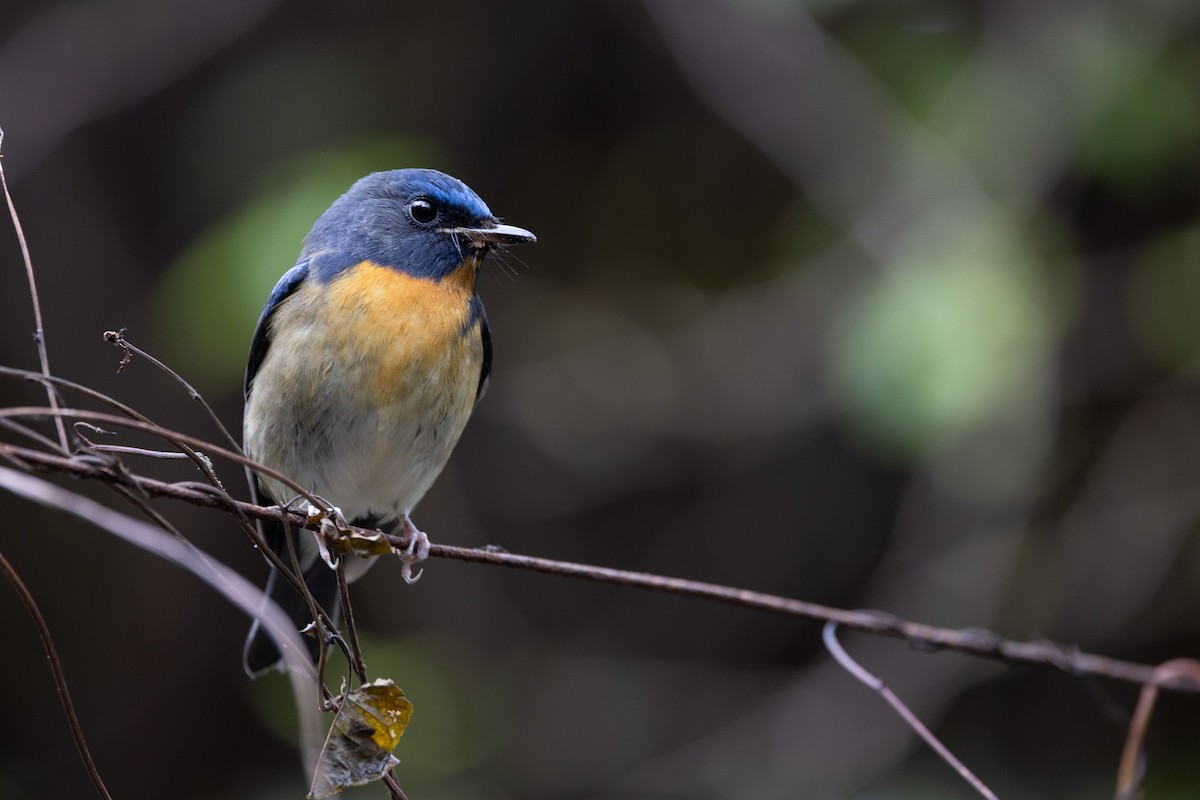 Chinese Blue Flycatcher - ML645580267