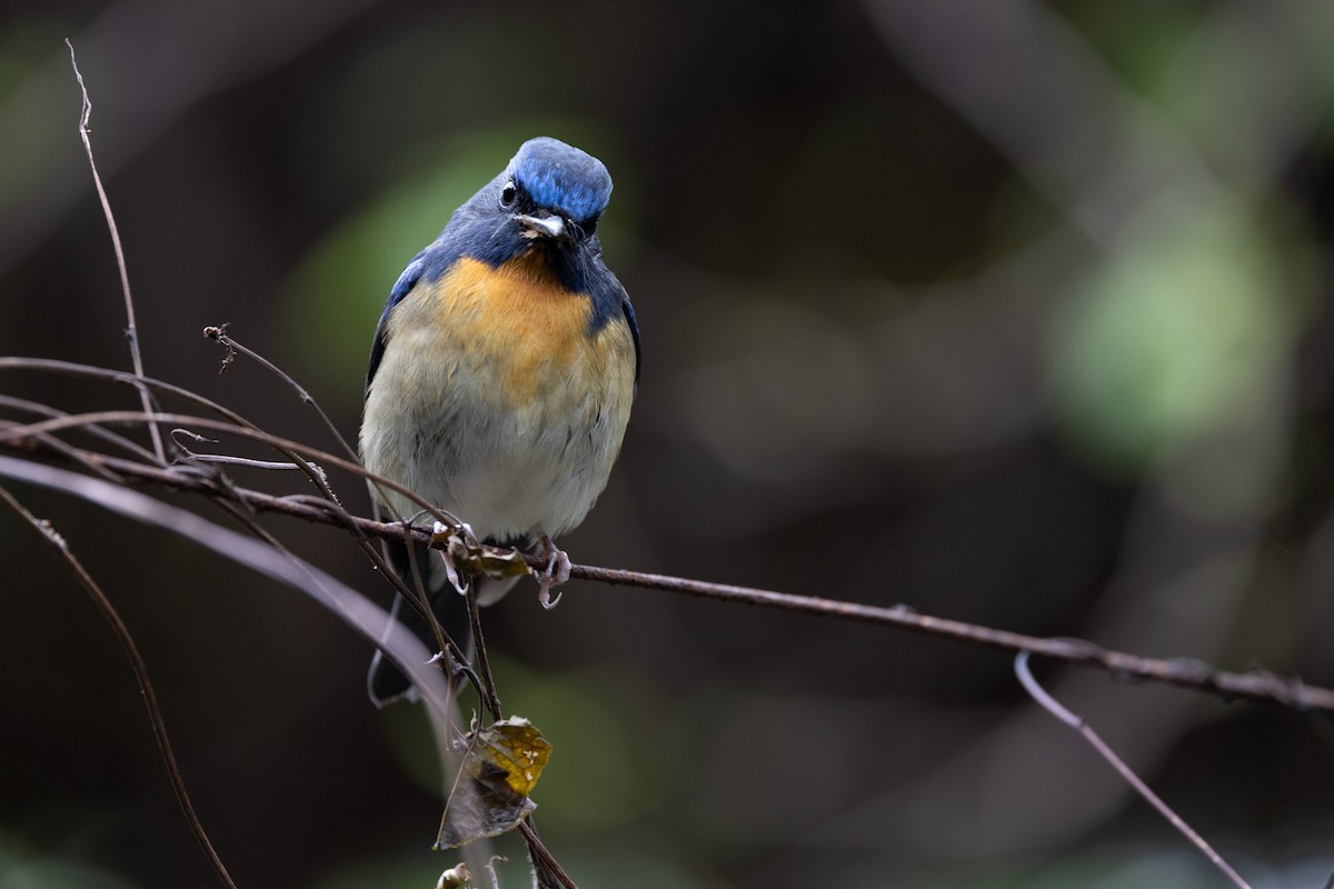 Chinese Blue Flycatcher - ML645580268