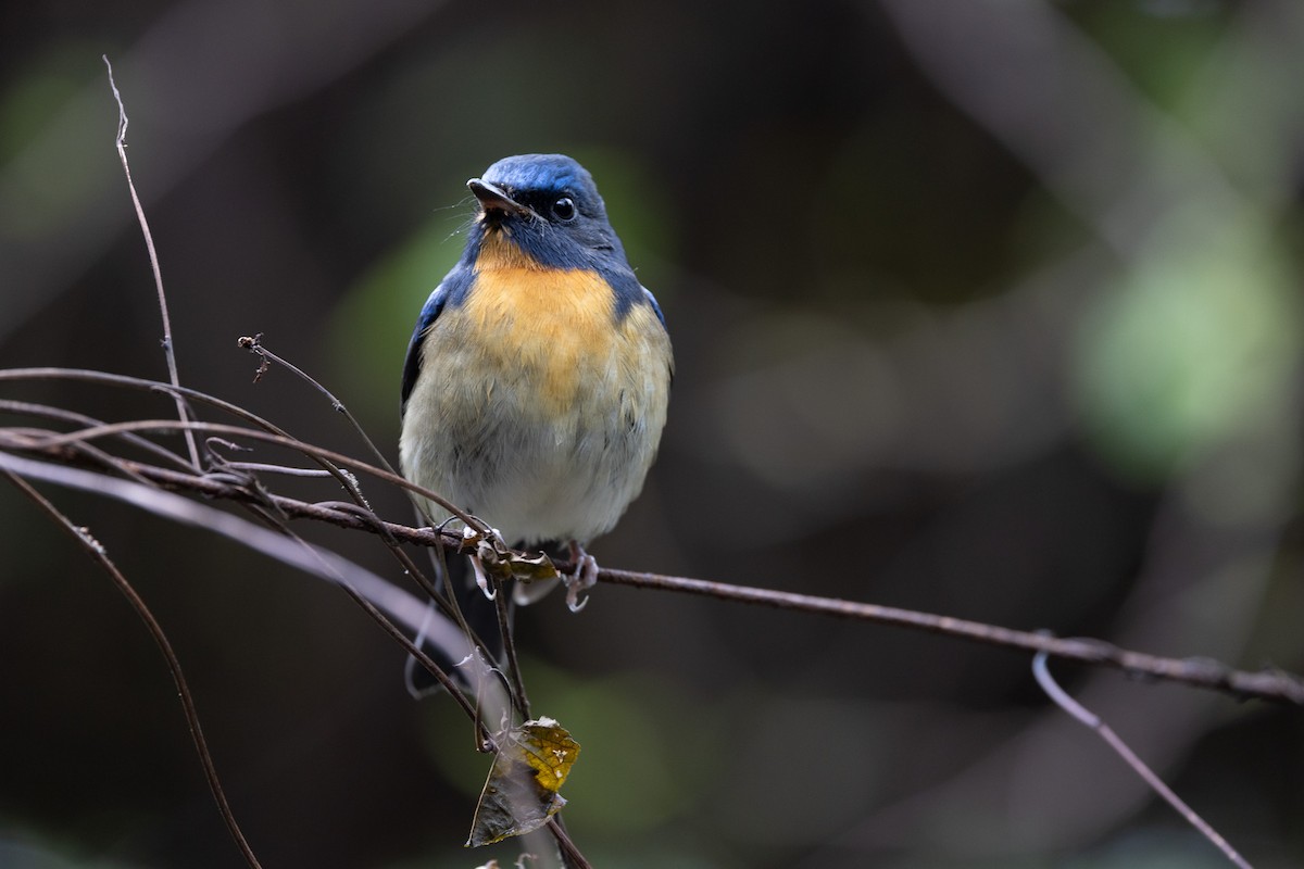 Chinese Blue Flycatcher - ML645580269