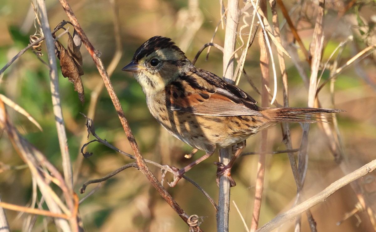 Bruant des marais - ML645580270