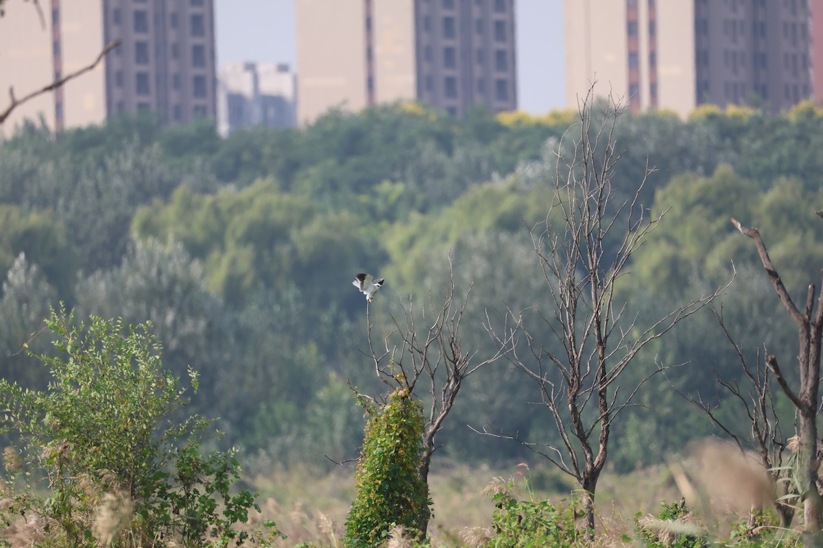 Élanion blanc - ML645580272