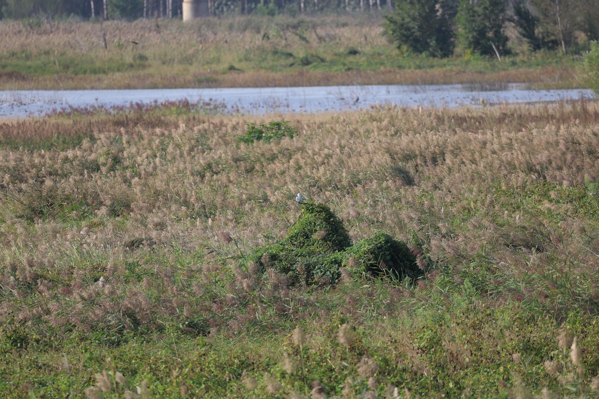 Élanion blanc - ML645580273