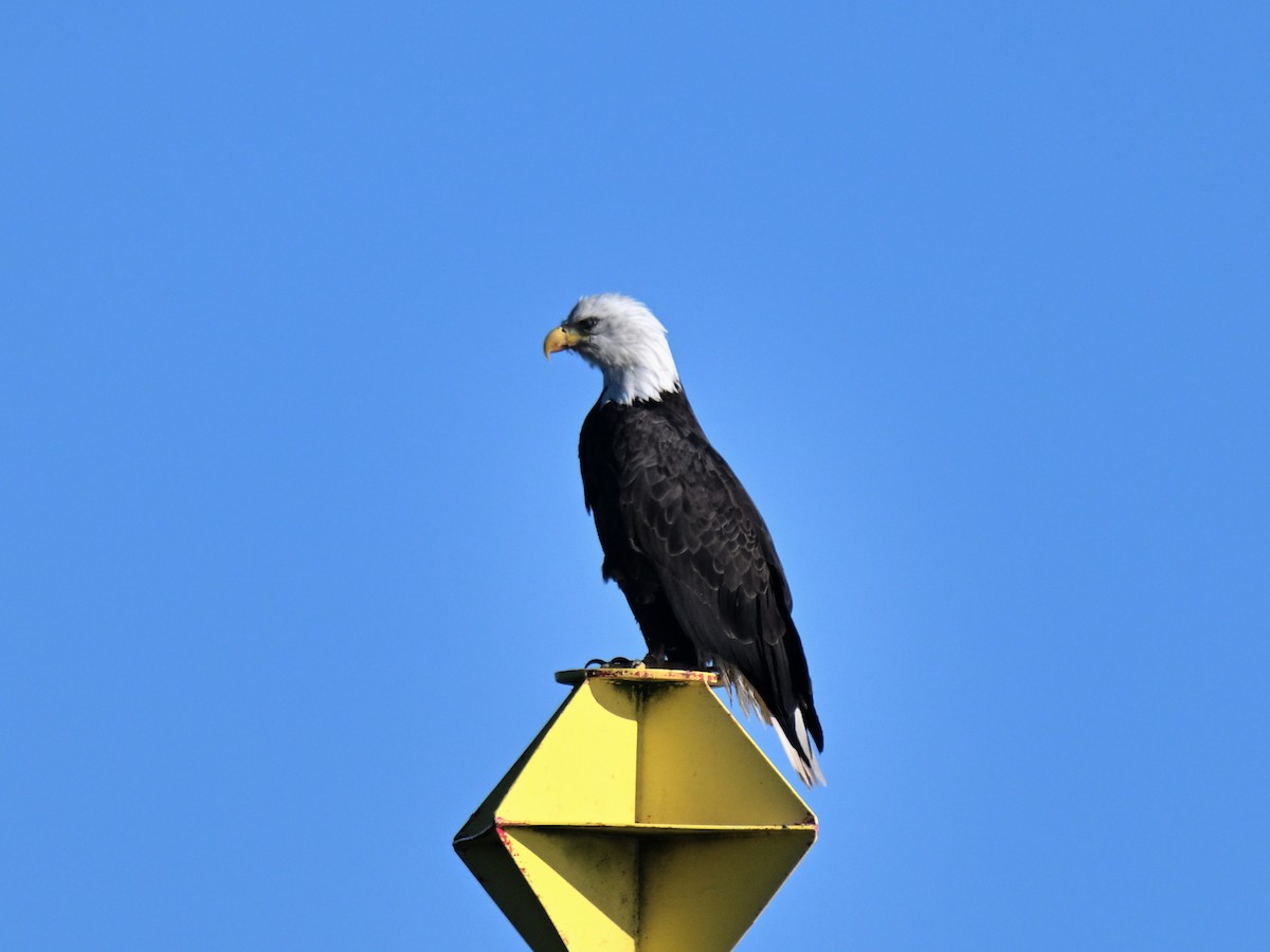 Bald Eagle - ML645580274