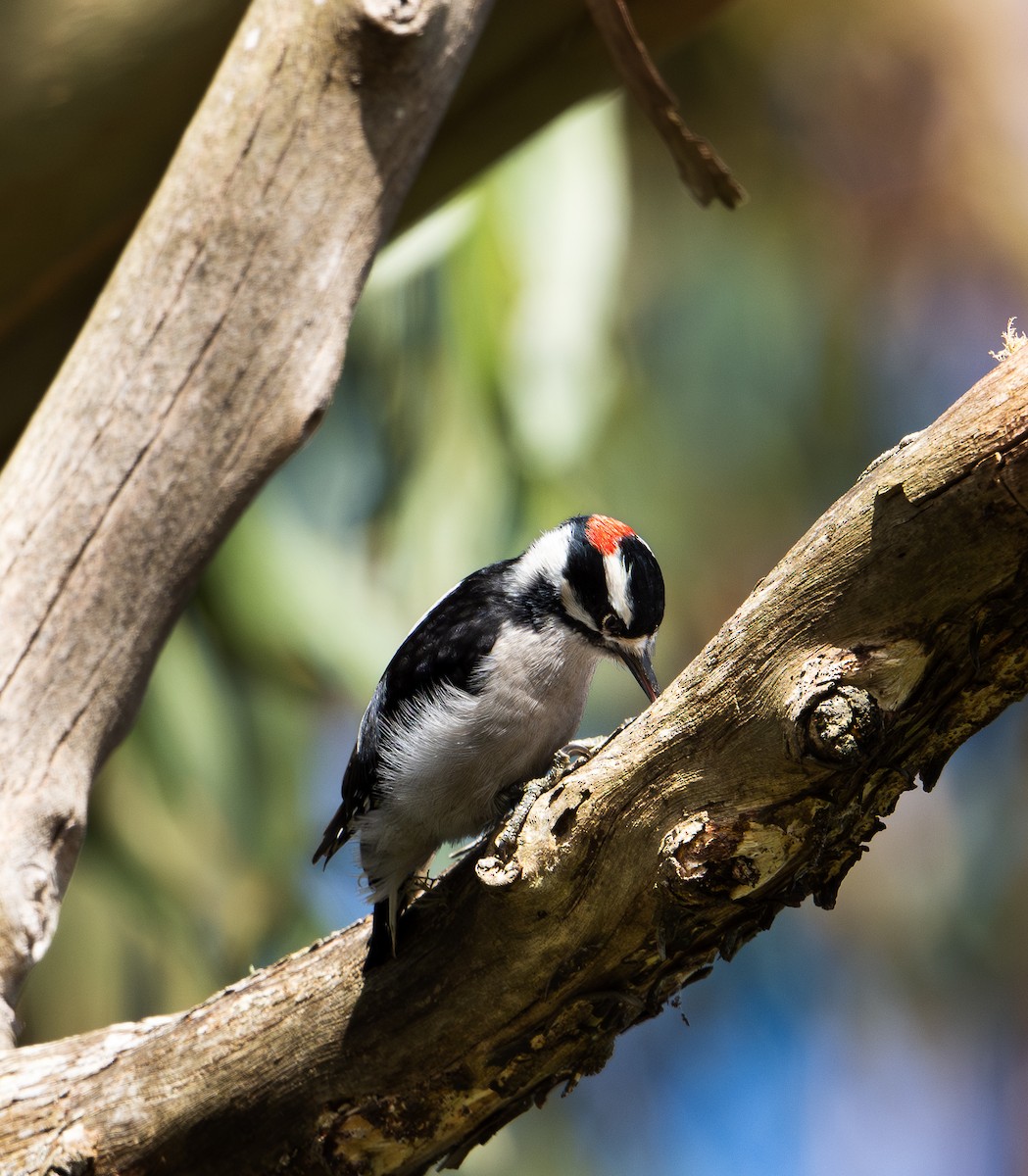 Pic mineur - ML645580275